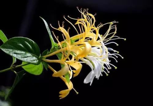 金银花：花长得像金子一样， 味道香香的