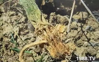 对土壤的影响