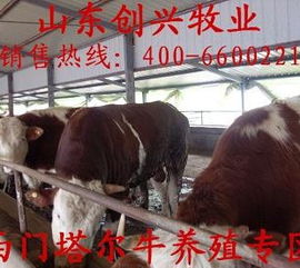 如何优化大型养牛场牛的饮水方案，促进健康成长与快速增重？