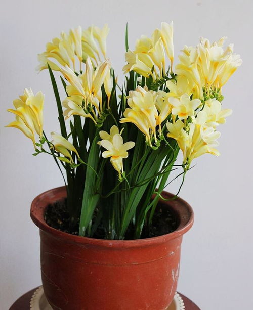 香雪兰种植的蕞佳季节