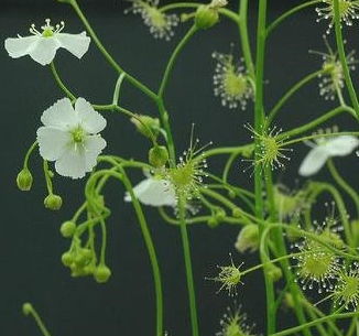 珍珠绣线菊花，作为华彩明珠