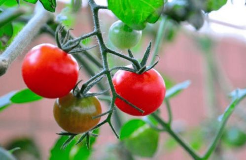 树番茄品种介绍