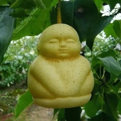 人参果苗需要几年才能结果？在栽培与养护过程中有哪些关键要点需要注意