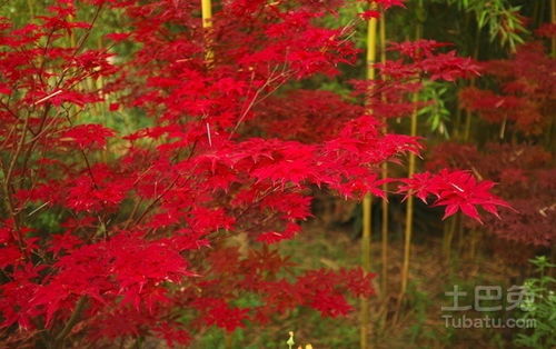 红枫的价格， 影响因素多