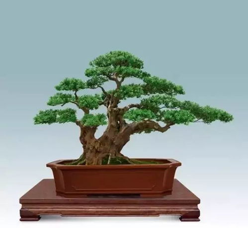 罗汉松，护佑子孙安康