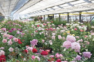 河本纯子：园艺界的女神， 培育出无数美好月季