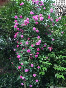 密刺蔷薇的花瓣之谜