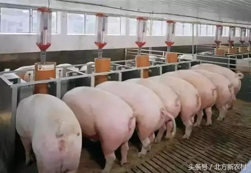 粮食猪和饲料猪的价格差异大吗？它们有什么区别？