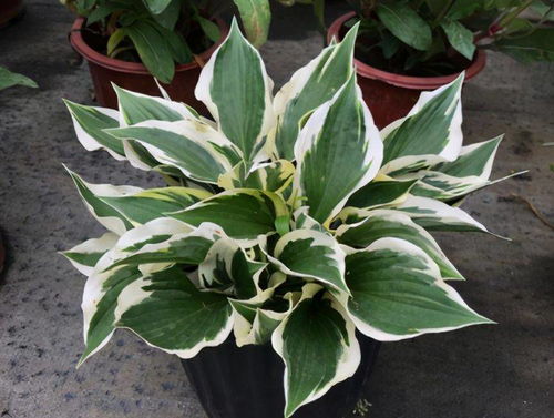 玉簪花：清新脱俗，花香四溢