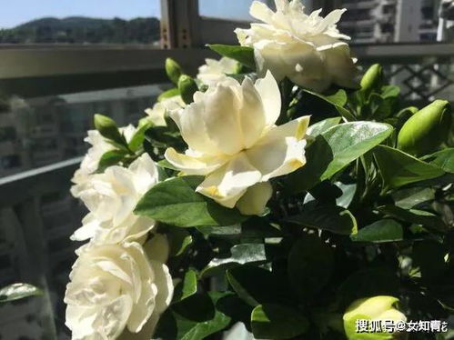 原因一：移盆时伤根