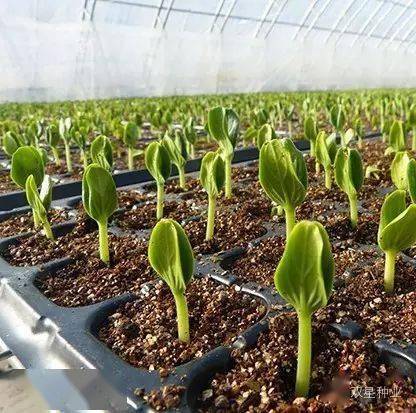 花椒树嫁接，百菌清消毒行不行？