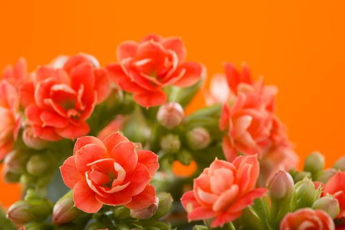 门台上种啥花儿才美呢？还得耐冻！