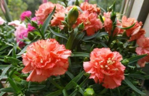 康乃馨耐寒，不怕霜冻！花卉养护秘籍