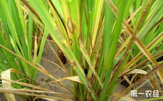 纹枯病斑斑，病因揭秘