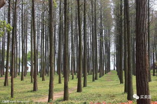 秘诀5：大树生根肥防治假活