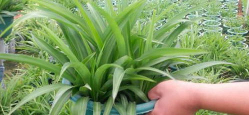 适合种植的植物，我来告诉你