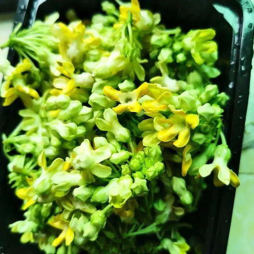 耐热叶菜种植技巧