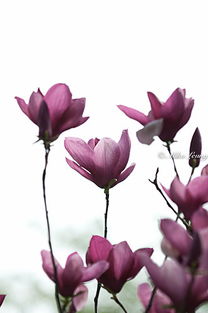 投资玉兰花， 就是投资美丽