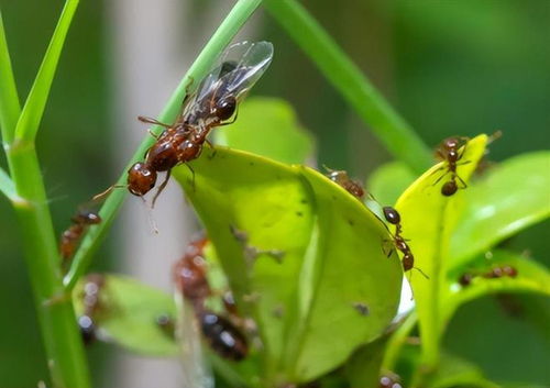 蚂蚁大军来袭，怎么办呢？