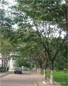 第一章 园林树木的分类方法