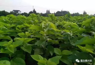 为什么桑叶嫩让鸡蛋梗香？