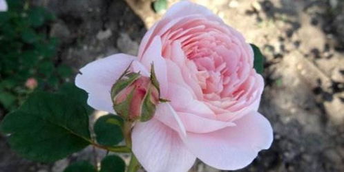 月季花的种植时机