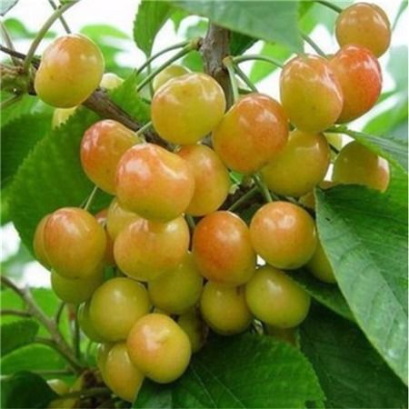 樱桃种子种植适合在早春季节