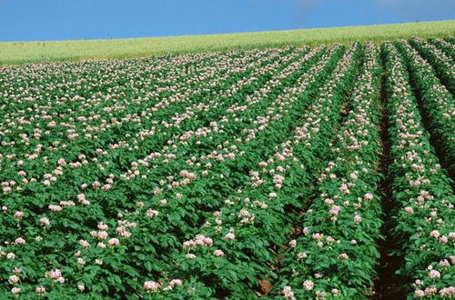 一、 南北差异大，草种要讲究