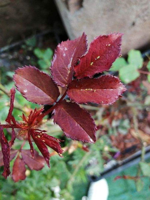 杜鹃花叶子虫子多怎么办？有没有安全有效的除虫方法
