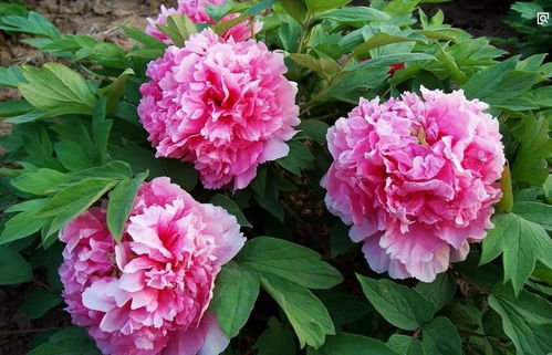 芍药与牡丹， 草本与木本的区分