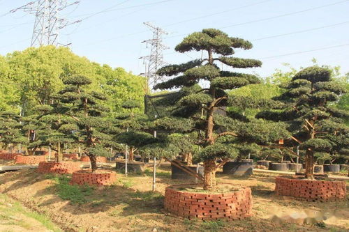 第二步：专业投资者， 市场洞察力