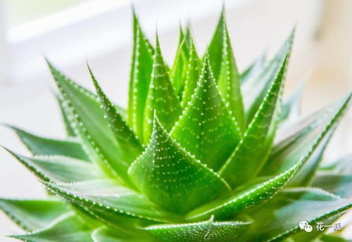 芦荟的养护技巧