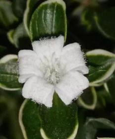 六月雪的花期是什么时候，它的花朵和果实分别在什么时候出现呢