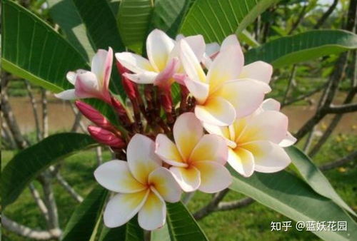 鸡蛋花落叶之谜：揭秘掉叶原因，养花必备知识