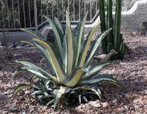 许昌夏日花卉种植大揭秘