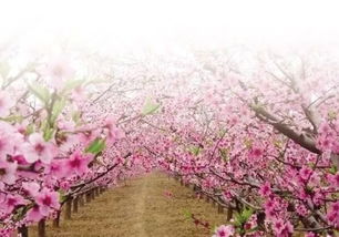 蕞佳赏花期：2月中下旬-3月下旬