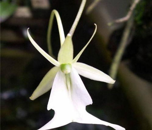 鬼兰：神秘的花朵，寓意不吉利