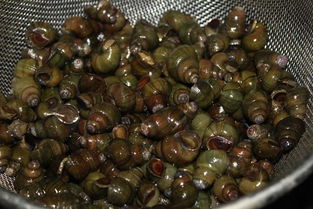 茶籽枯饼：环保又有效