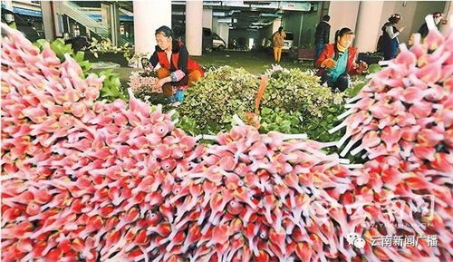 昆明鲜花市场如何高效托运？价格贵吗