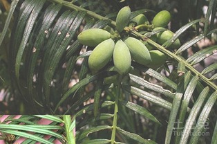 春天的热情：万物复苏的季节