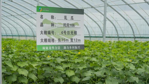 陕西农村蔬菜种植的分布图