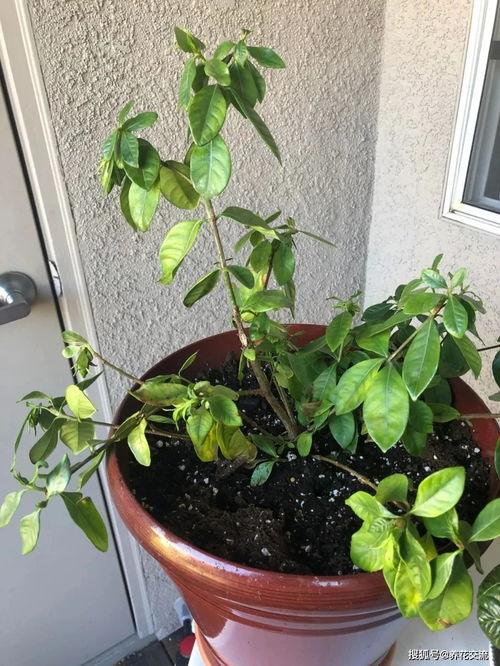 枙子花为何提前掉花苞？