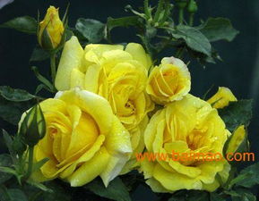 月季花， 美得让人心动