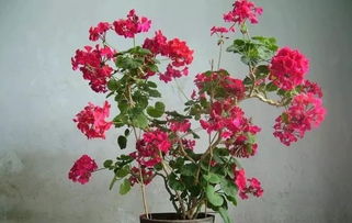 牡丹花后修剪：保留主枝