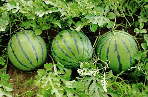 西瓜地里的小怪物，害虫来袭怎么办？