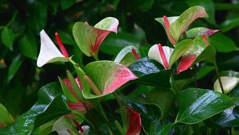 酸奶愈伤膏：天然的治愈者