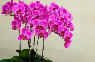 经历三年失败教训后 建议珠三角地区花友尝试