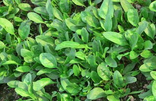 苋菜和菠菜， 入冬前就Neng收获