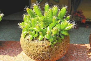 播种基质与容器准备