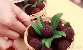 杨梅节，源于我国各地杨梅成熟季节